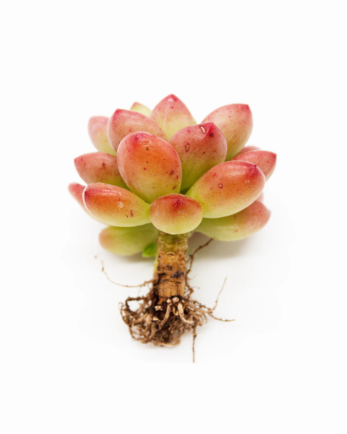 Sedum Shangri La/Shangrira - Image 5
