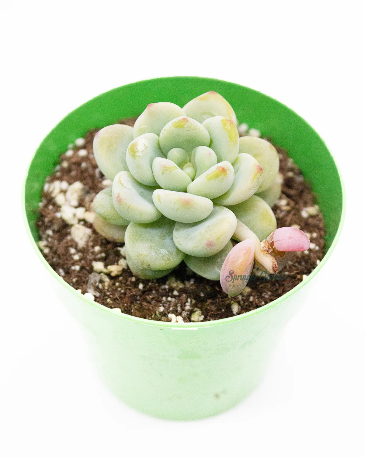 Sedum Treleasei - Image 3