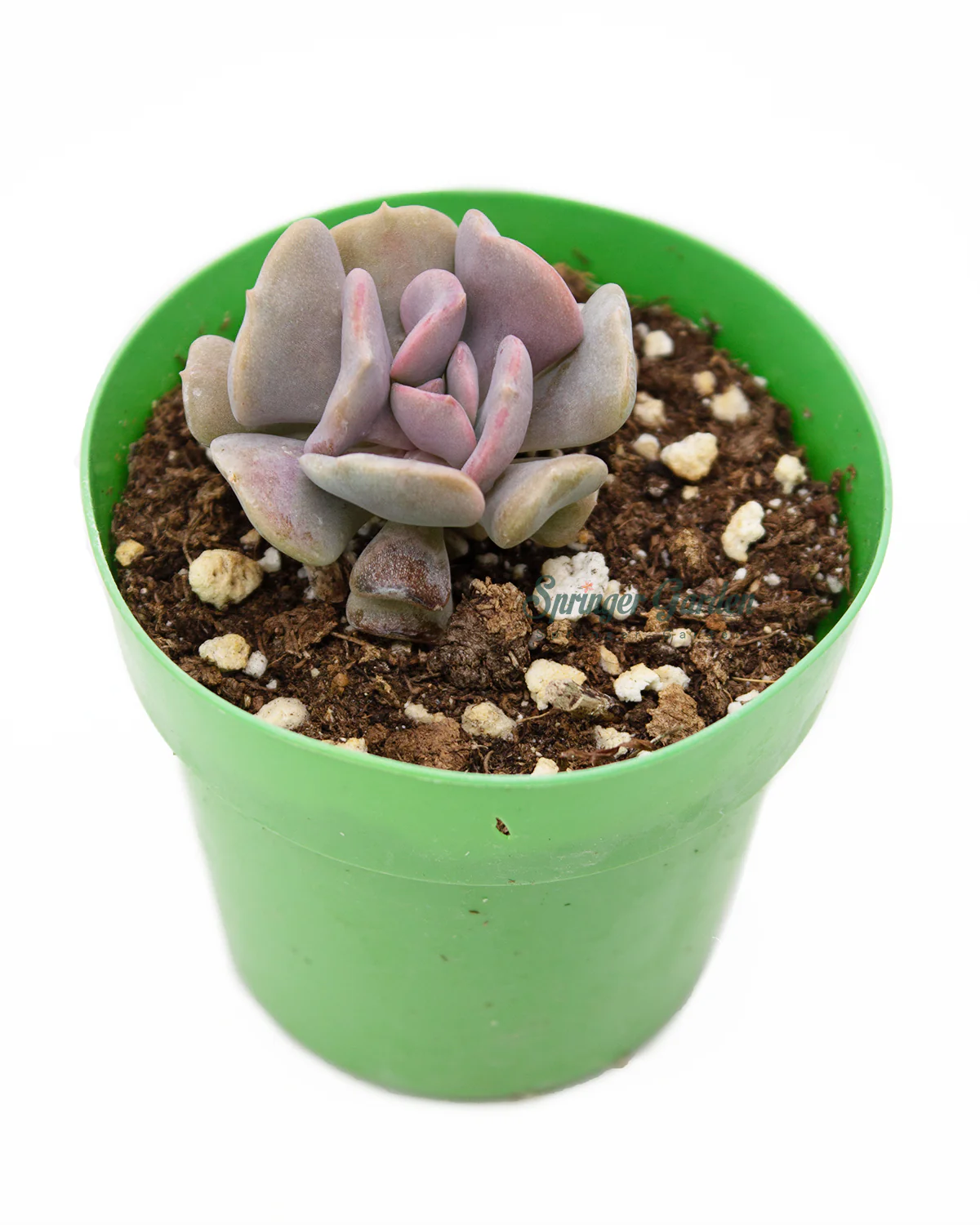 Echeveria 'Snow Elf' - Image 2