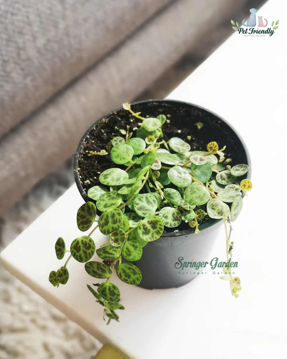 String of Turtles - Image 3