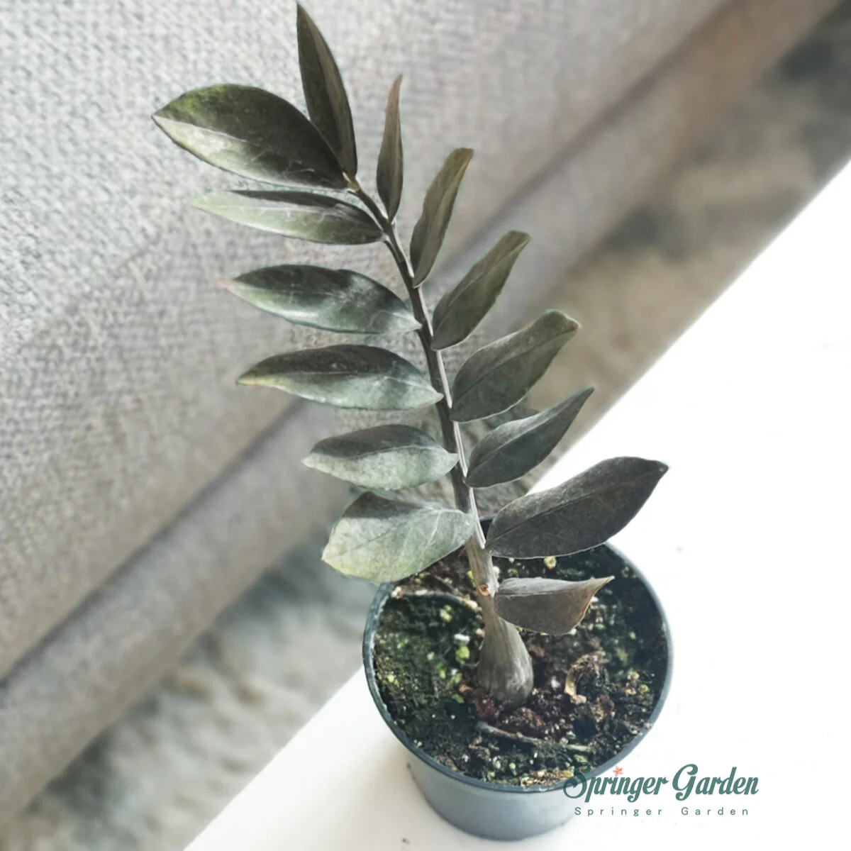 Zamioculcas Zamiifia Raven - Image 2